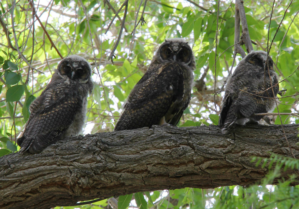 Long-eared Owls